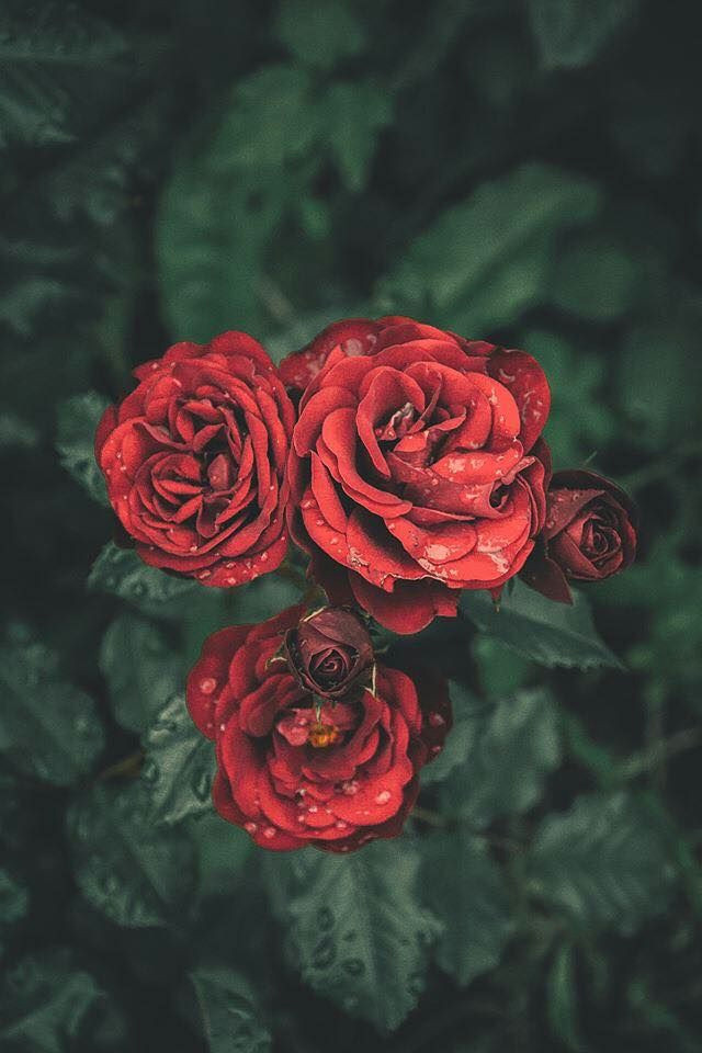 rose wallpaper iphone wallpaper aesthetic colors amazing nature tumblr backgrounds
