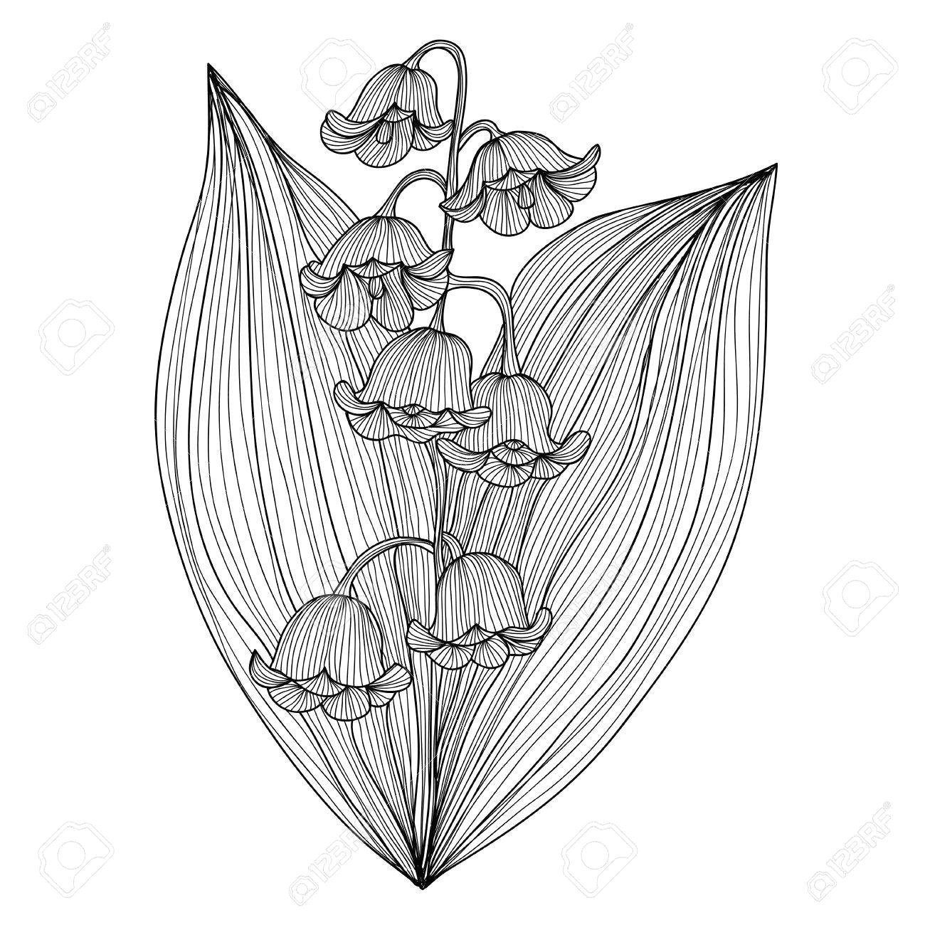elegante dekorative lilie od das tal blumen design element floral zweig blumenschmuck