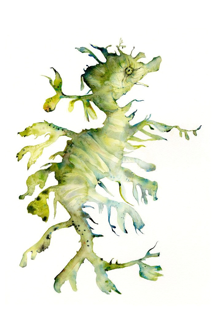 leafy sea dragon archival print of watercolor by amberalexander