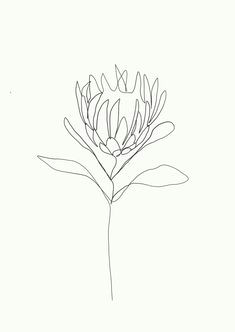 one single line is used to make a delicate flower credit emma ryan protea single line drawing
