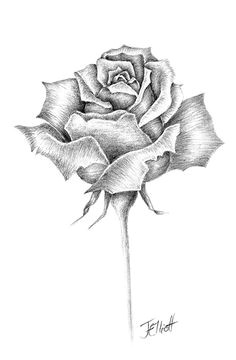 flowers for single rose pencil drawing