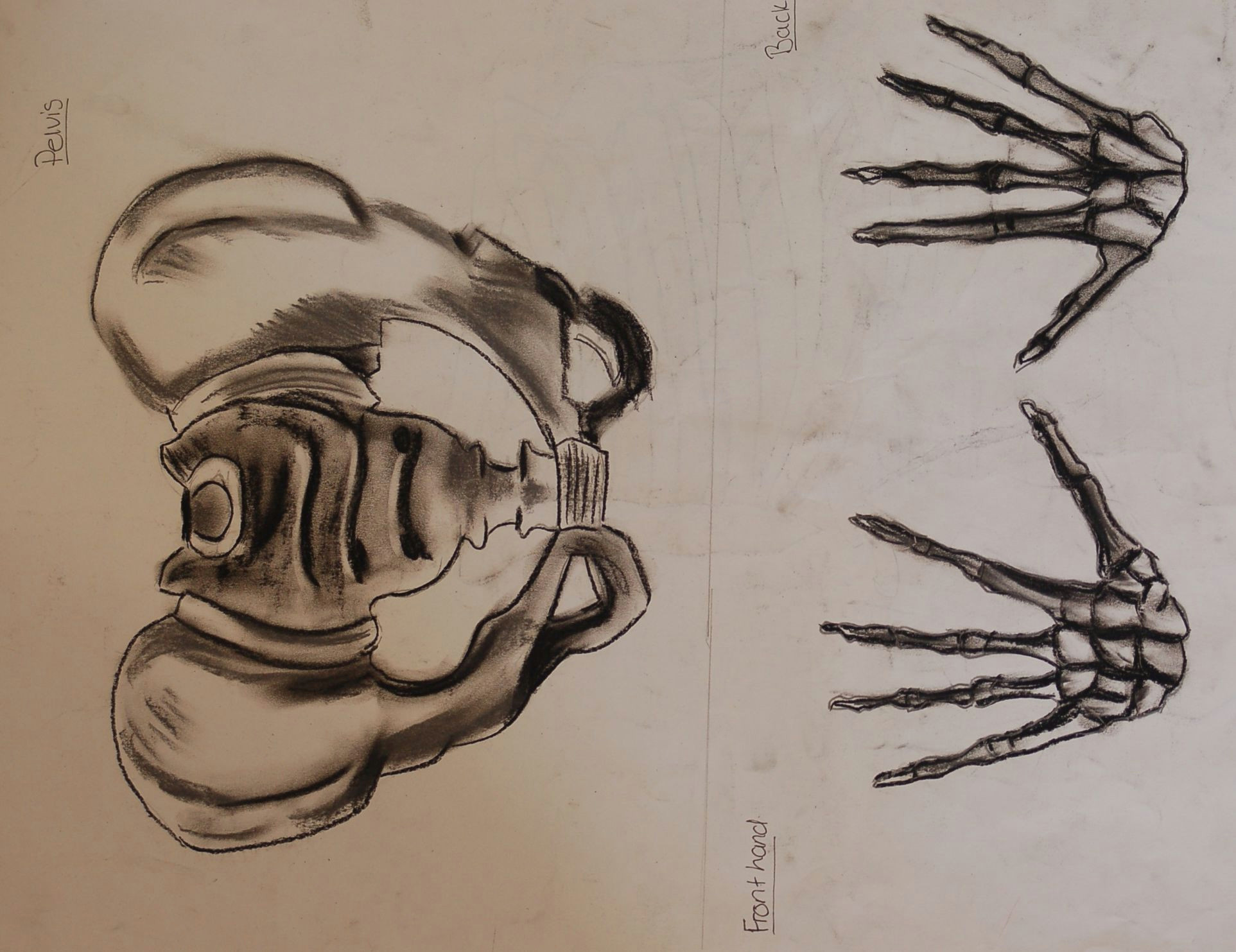 observational study from skeleton front pelvis aswell as palm and back of skeleton hand