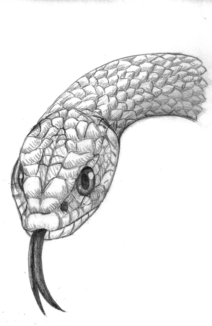 realistic snake drawing google search