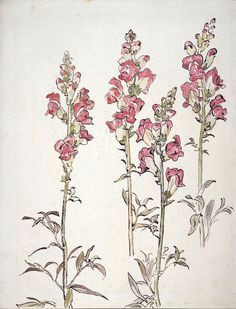 snapdragon botanical drawings botanical prints drawings of flowers flower illustrations tattoo illustrations