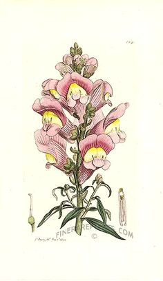 antique print picture of great snapdragon antirrhinum majus botanical drawings botanical art