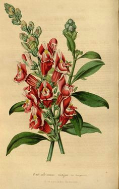 v 3 1847 flore des serres et des jardins de l