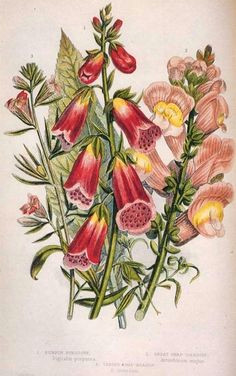 foxgloves amp snapdragons 1800 s by anne pratt english botanical artist vintage