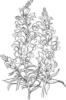 antirrhinum majus or common snapdragon coloring page super coloring flower outline antirrhinum flower