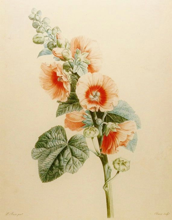 botanical illustration hollyhock summer flower print pink peach wall decor to frame