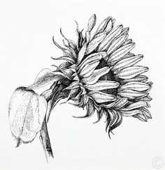 sunflower drawing by ruth demonchaux mix in some positive negative