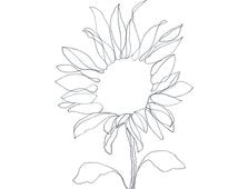 minimalist abstract botanical pencil drawing archival art print graphite sunflower