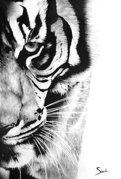 tiger art print bengal tiger oil painting tiger by signedsweet tiger drawing tiger sketch