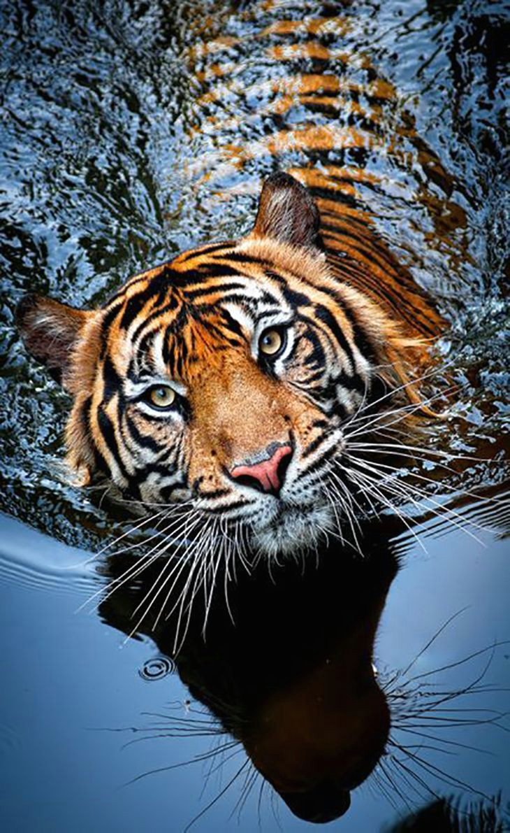 tiger panthera tigris top 10 photos of big catsfollow me yeah for many more awesometacular photos and the stories behind them