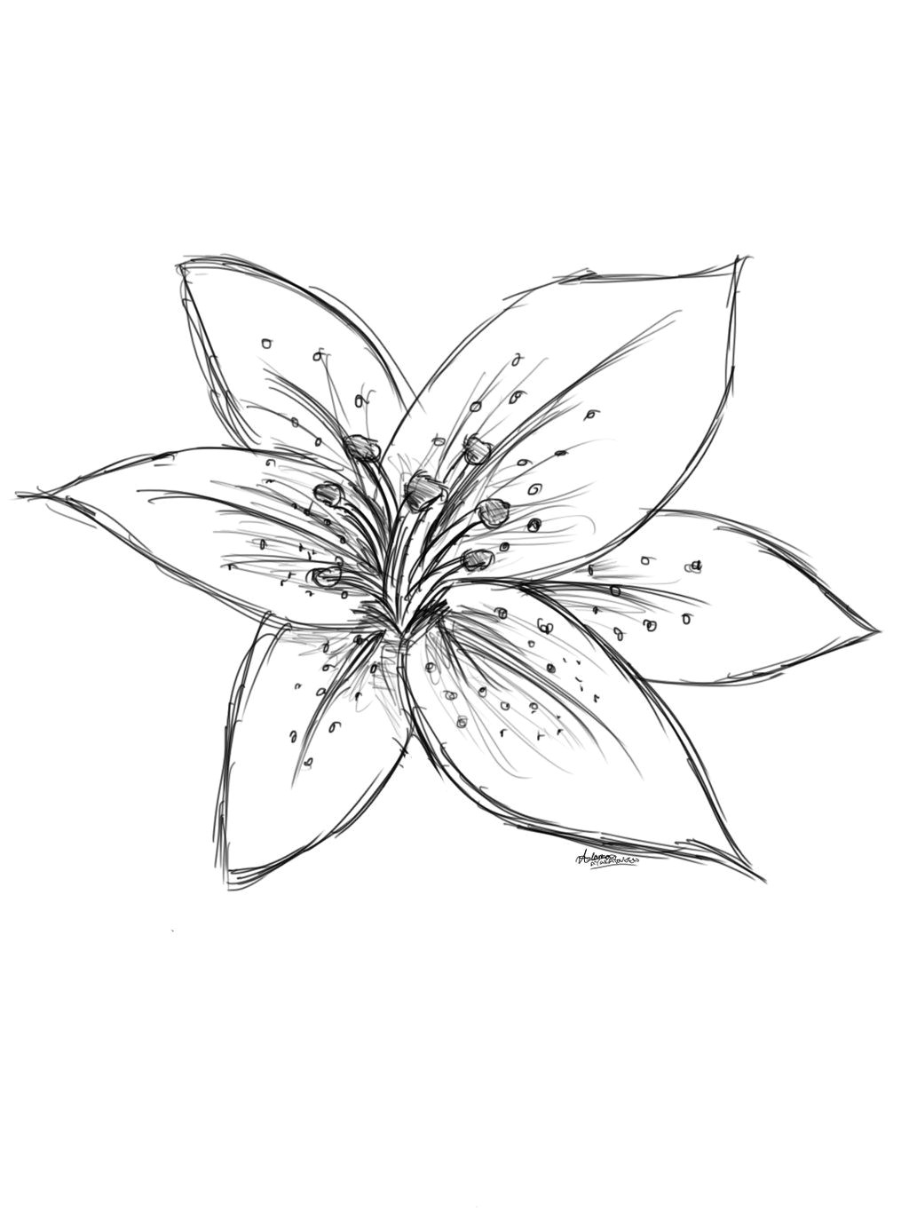 image result for sketch lily flower