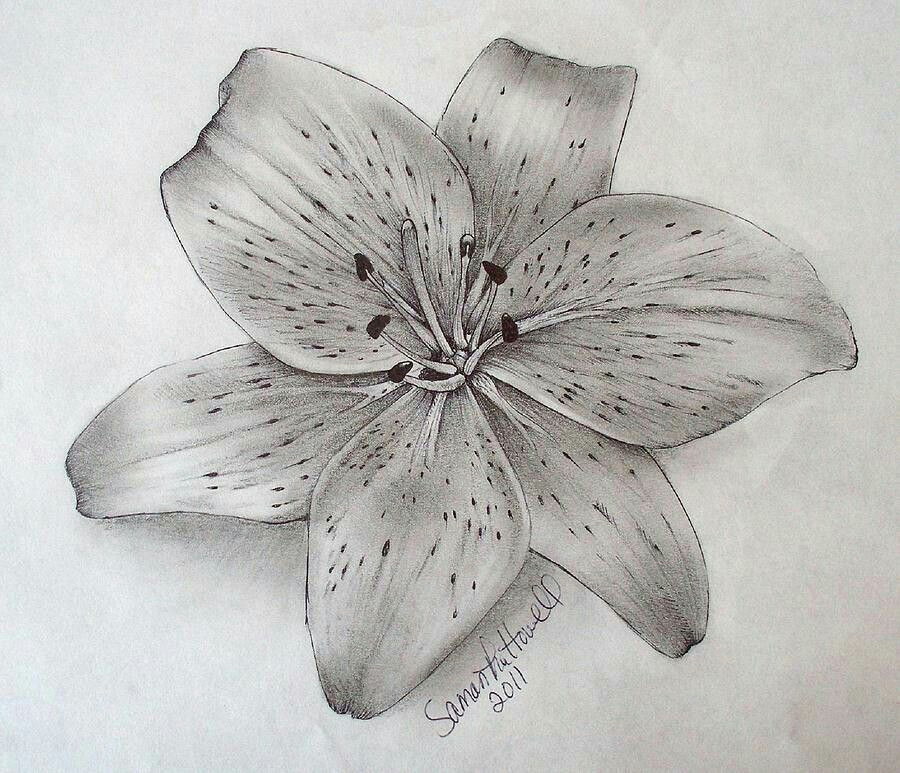 explore tiger lilies drawing ideas and more
