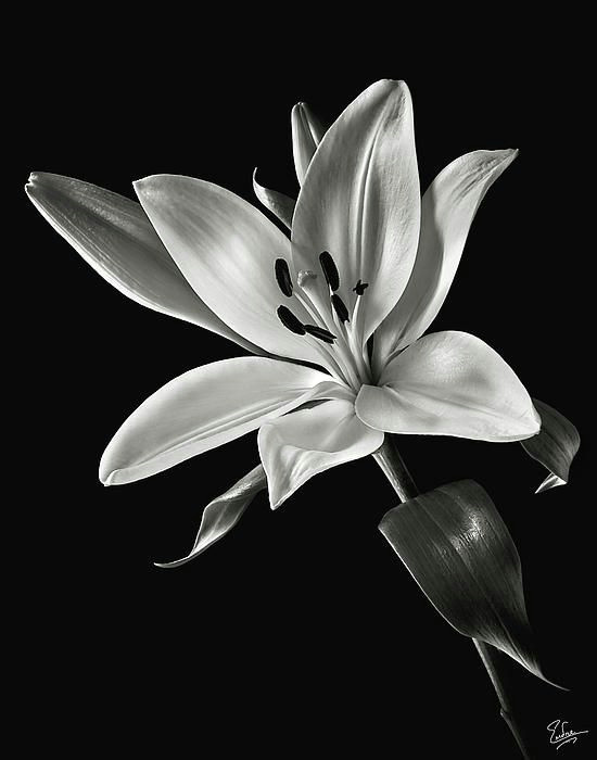 yellow tiger lily in black and white