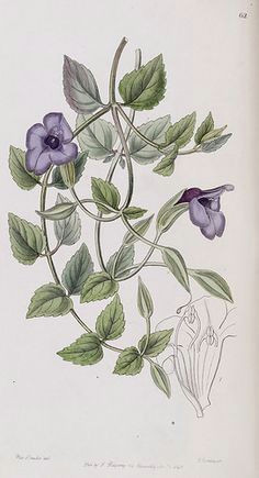 trailing plant with blue to blue purple flowers from may to november native to china laos and viet nam edwards s botanical register v 32 1846 sara