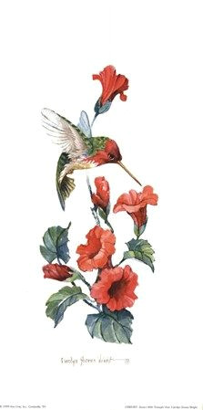 anna s with trumpet vine by carolyn shores wright hummingbird flower tattoos hummingbird art