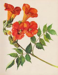 botanical print vintage flower print cottage decor trumpet vine shrub 1576 more vintage flower prints