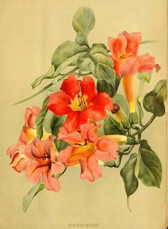 blood red trumpet vine 1884