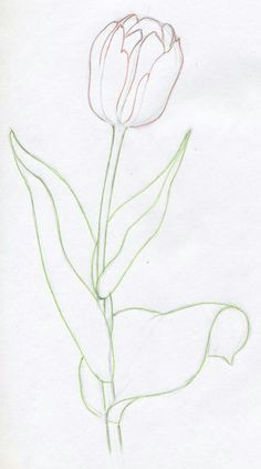 tulip drawing painting drawing tulip painting watercolor paintings watercolors flowers