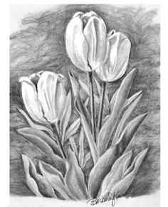 pencil drawings of tulips erwinnavyanto