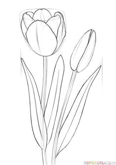 how to draw a tulip step by step drawing tutorials for kids and beginners