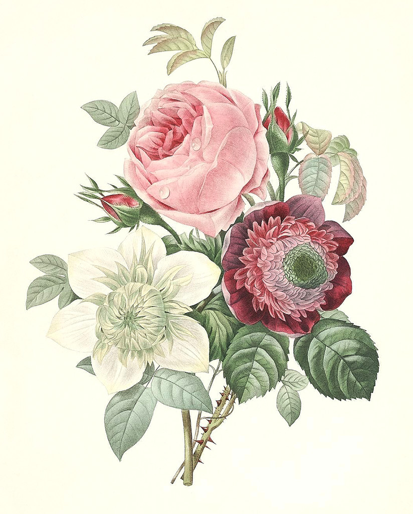 Drawings Of Vintage Flowers Rose Anemone Clematide Art Vintage Botanical Prints Botanical