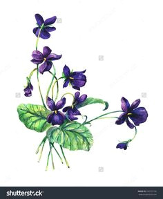 bouquet of violets violets background watercolor composition flower backdrop decoration with blooming