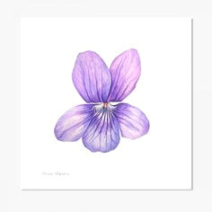 violet anna mason botanical drawings botanical art botanical illustration violet flower tattoos