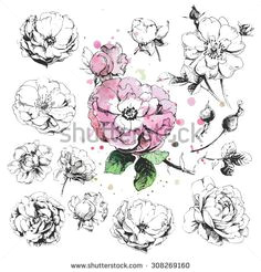 flower set highly detailed hand drawn roses