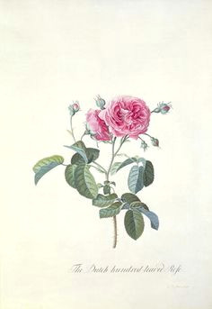 rose dutch hundred leaved rose by georg dionysius ehret antique roses rose art