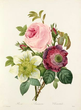 flower prints flower art rose prints art flowers vintage botanical prints