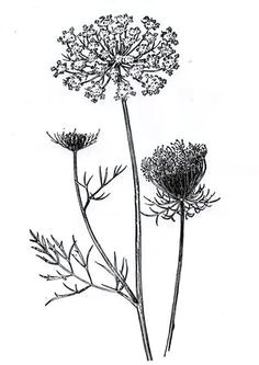 queen anne lace meaning haven sanctuary complexity delicateness chantal schweizer a wildflower drawing