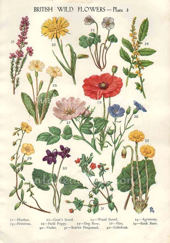 single stem wildflower drawings