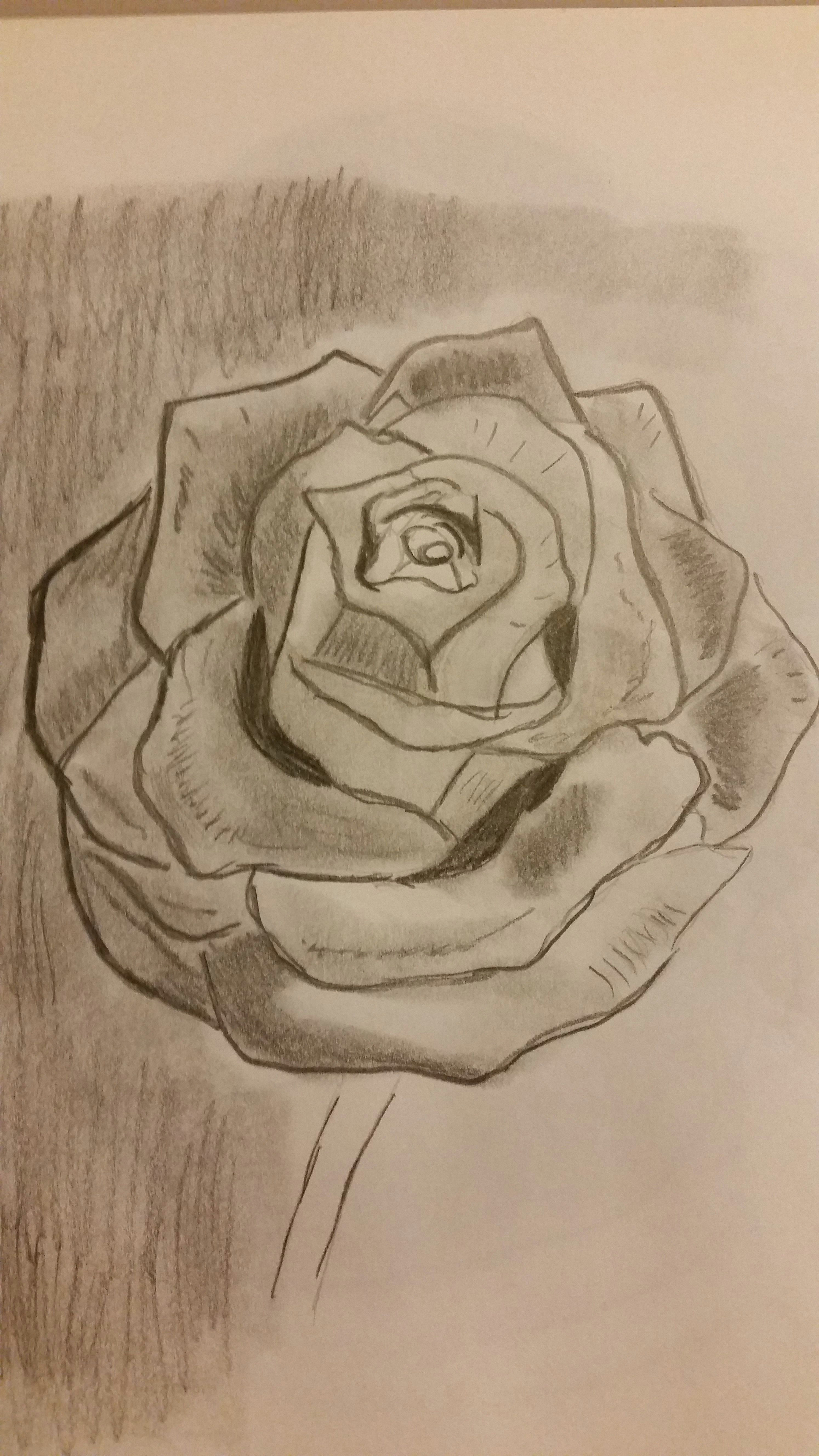 a rose