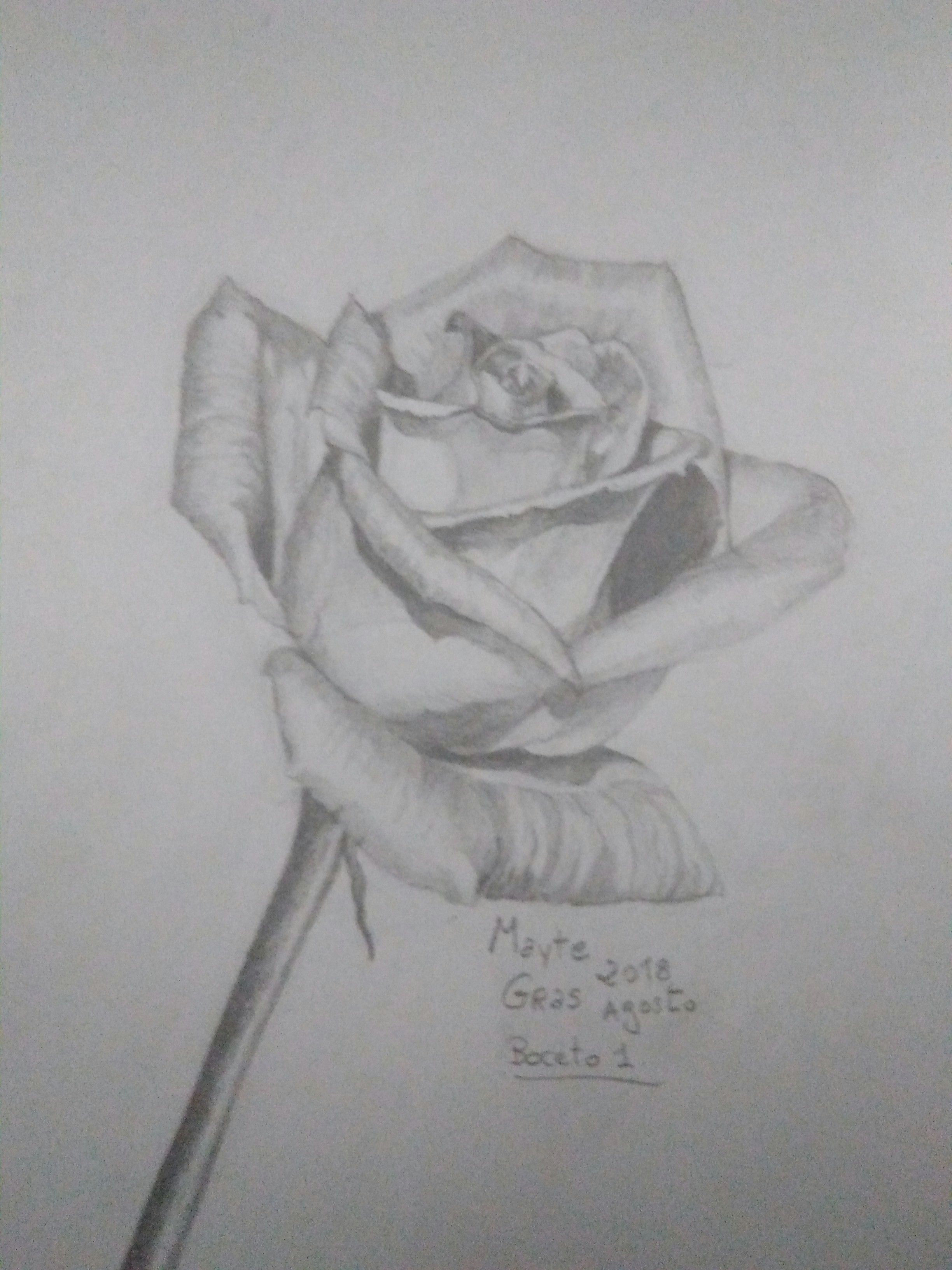 the rose