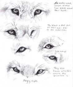 wolf anatomy wolf eye drawing wolf eyes animal drawings drawings of wolves