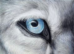 icy glance silver gray wolf blue eye colored pencil drawing wolf eye