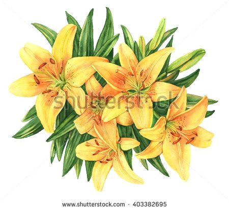 yellow lilies bouquet flower botanical watercolor illustration yellow lilies drawing