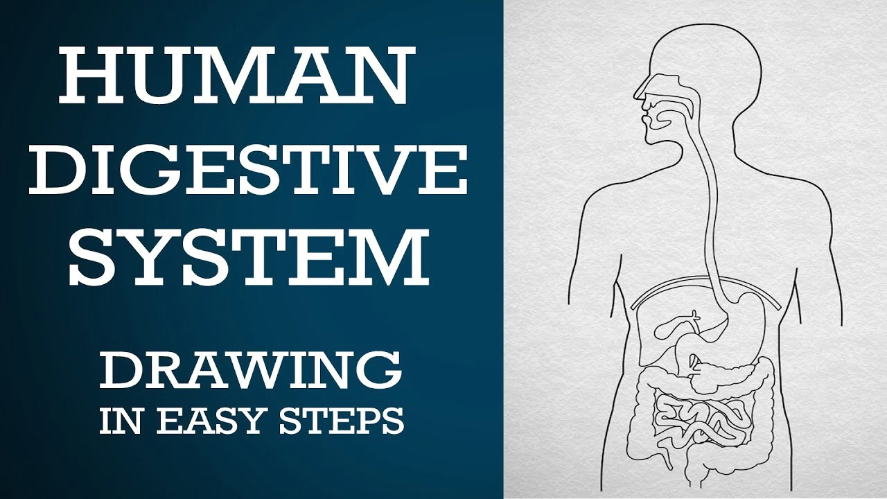 easy way to draw human digestive system life processes ncert class 10 science cbse biology