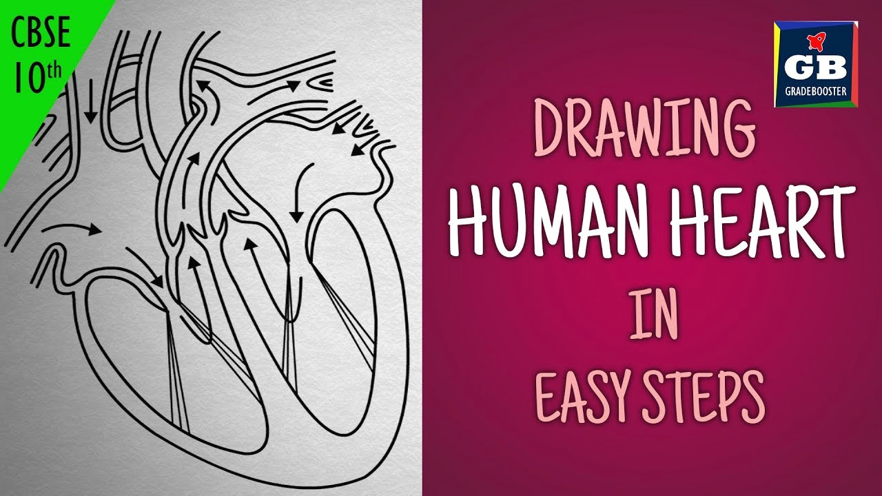 easy way to draw human heart life processes ncert class 10 biology science cbse syllabus