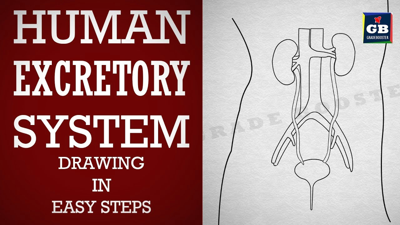 how to draw human excretory system in easy steps life processes biology ncert class 10 science