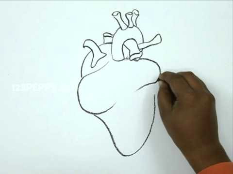 how to draw a human heart