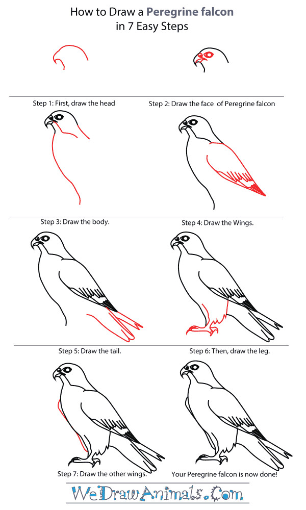 how to draw falcon google search