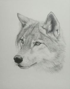 a white and grey wolf symbolizes family they mate for life and are just beautiful animals i m getting a wolf tattoo in the near future