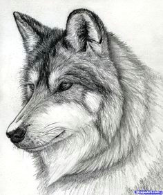 how to draw a wolf free online drawing tutorial added by finalprodigy january pm