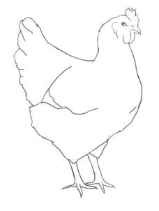 how to draw a chicken step 9