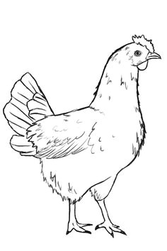 today i am going to fill another reader request and teach you how to draw a chicken i was surprised to find out just how many requests i have gotten to do