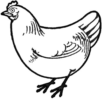 how to draw chickens and hens with easy step by step drawing tutorial